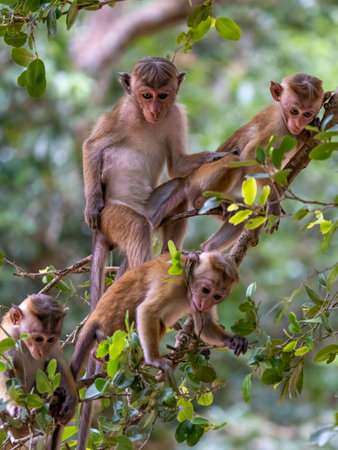 A group of monkeys are sitting on a tree branch in a natural setting.