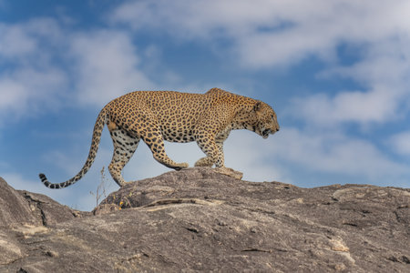 Panthera Paradus Kotiya (Sri Lanka Leopard), posing for the camera.の写真素材