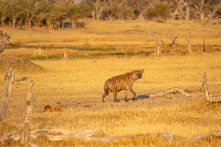 Spotted hyena, Crocuta crocuta, animal near the water hole, dark forest with trees. Animal in nature, Okavango, Botswana. Wildlife Africa.の写真素材