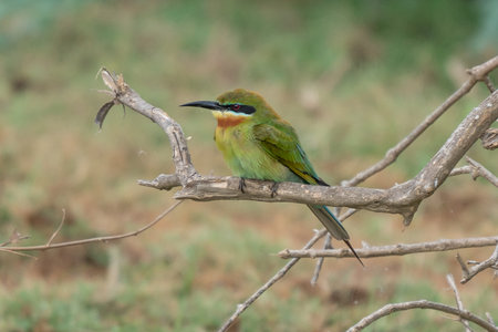 European bee-eater ( Merops apiaster ) is sitting on a twig