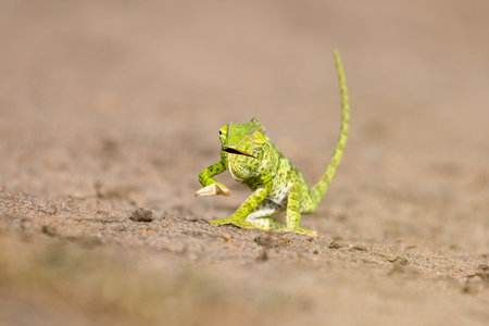 Wild chameleon walking on the sand ground with blurred green trees in the background. Animal front the camera looking to the camera. Green small animal.の写真素材