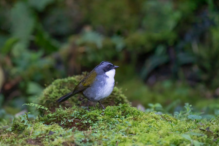 A Grey browed Brushfinch (Arremon assimilis) perched on the ground against a blurred natural...