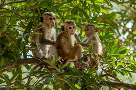 Three monkeys are sitting on a tree branch in a lush, green environment.