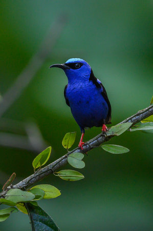 Shining Honeycreeper, Cyanerpes lucidus, exotic tropical blue bird with yellow legs from Costa Rica. Blue songbird in the nature habitat. Tanager from South Americaの写真素材