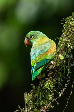 The orange-chinned parakeet (Brotogeris jugularis), also known as the Tovi parakeet, is a small...