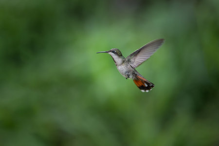 Green and blue hummingbird Sparkling Violetear flying next to beautiful yellow flower. Bird from...