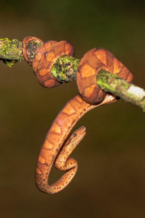 The corn snake (Pantherophis guttatus or Elaphe guttata) is lying on the stone, dry grass and dry...