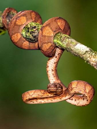 The corn snake (Pantherophis guttatus or Elaphe guttata) is lying on the stone, dry grass and dry...