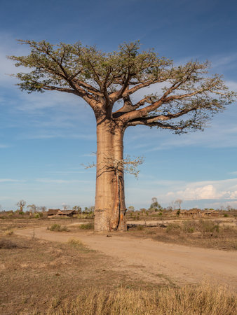 Beautiful Baobab trees at sunset at the avenue of the baobabs in Madagascar