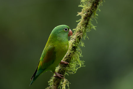 The orange-chinned parakeet (Brotogeris jugularis), also known as the Tovi parakeet, is a small...