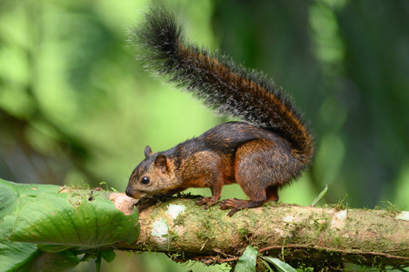 Eastern Gray Squirrel on branch.