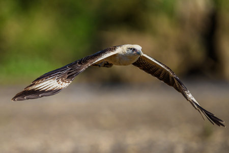 The osprey or more specifically the western osprey (Pandion haliaetus) â€” also called sea...