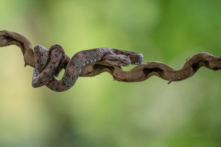 Bothriechis lateralis is a venomous pit viper species found in the mountains of Costa Rica and western Panamaの写真素材