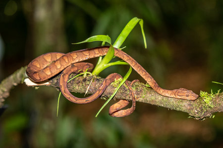 The corn snake (Pantherophis guttatus or Elaphe guttata) is lying on the stone, dry grass and dry...