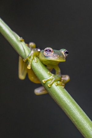 Found in Costa Rica panama south america.