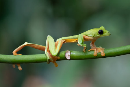 Gliding tree frog (Agalychnis spurrelli) is a species of frog in family Hylidae. It is found in...