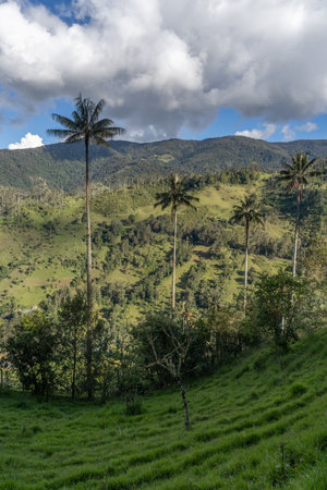 Wax palm trees, native to the humid montane forests of the Andes, towering the landscape of Cocora...