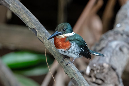 Belted Kingfisher Portrait in Pennsylvaniaの写真素材