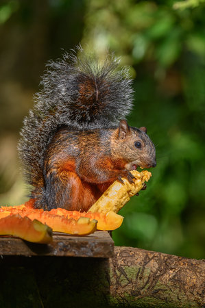 Squirrel on branch. Scientific name: Sciurus carolinensis.
