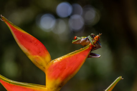 Red-eyed Tree Frog, Agalychnis callidryas, sitting on the green leaf in tropical forest.