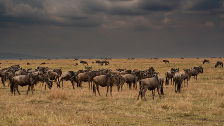 Wildebeest migration, Serengeti National Park, Tanzania, Africaの写真素材