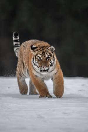 Siberian Tiger running in snow. Beautiful, dynamic and powerful photo of this majestic animal. Set in an environment typical for this amazing animal. Birches and meadowsの写真素材