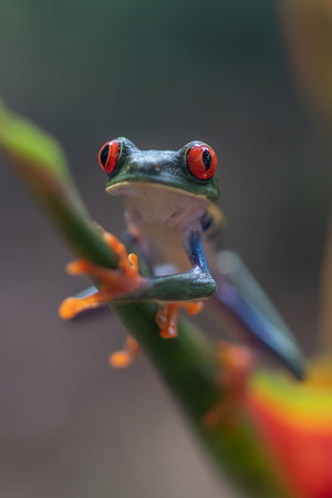 Red-eyed Tree Frog, Agalychnis callidryas, sitting on the green leaf in tropical forest in Costa...