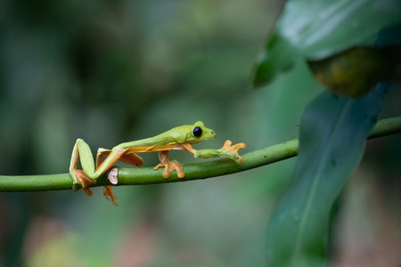 Gliding tree frog (Agalychnis spurrelli) is a species of frog in the family Hylidae. It is found in...