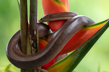 Rainbow boa in tropical rainforest costa rica