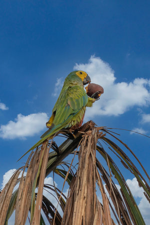 Green colored parrot bird with yellow head, palm tree, Bom Jardim, Nobres, Mato Grosso, Brazil,...