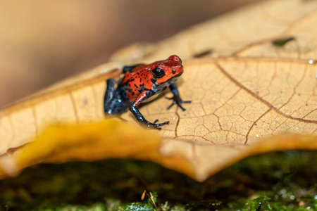 Red Poison Dart Frog - Oophaga pumilio, beautiful red blue legged frog from Central America forest,...