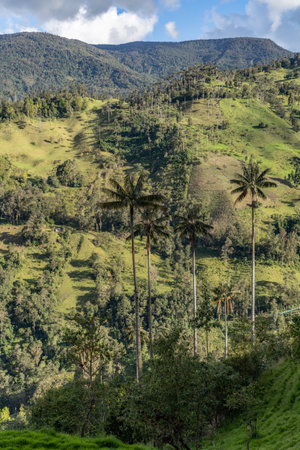 Wax palm trees, native to the humid montane forests of the Andes, towering the landscape of Cocora...