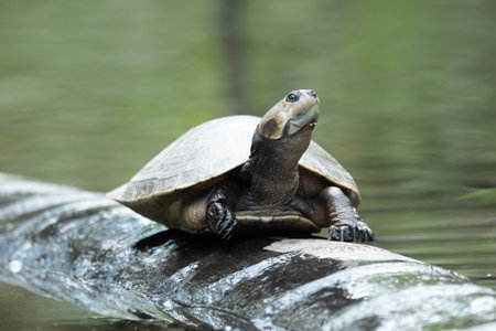 small water turtle on a log in the jungle of costa rica south america.の写真素材