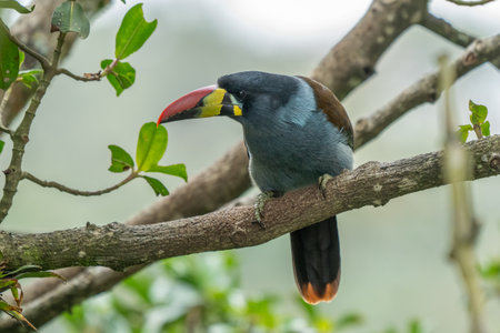 beautiful colored plate-billed mountain toucan (Andigena laminirostris) sitting n the branch very...