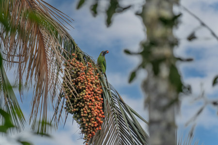 Green and red small toucan bird in the nature habitat. Exotic animal in tropical forest, green...