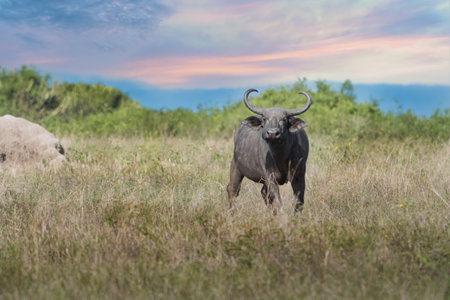 A Big old Cape Buffalo Dagga Bull ( Syncerus caffer) on a open grass plain
