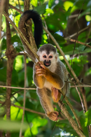 Squirrel monkey, Saimiri oerstedii, sitting on the tree trunk with green leaves, Corcovado NP, Costa...