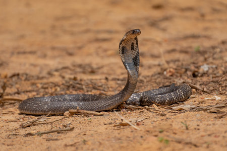 The cobra is the common name of some elapids able to widen the ribs to form the famous hood.の写真素材