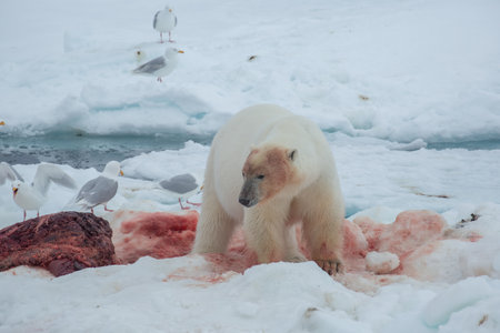 Polar Bear Spitsbergen North Ocean