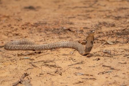 The cobra is the common name of some elapids able to widen the ribs to form the famous hood.