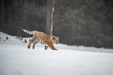 Siberian Tiger running in snow. Beautiful, dynamic and powerful photo of this majestic animal. Set in an environment typical for this amazing animal. Birches and meadowsの写真素材