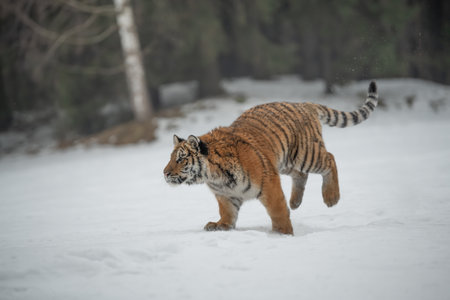 Siberian Tiger running in snow. Beautiful, dynamic and powerful photo of this majestic animal. Set in an environment typical for this amazing animal. Birches and meadowsの写真素材