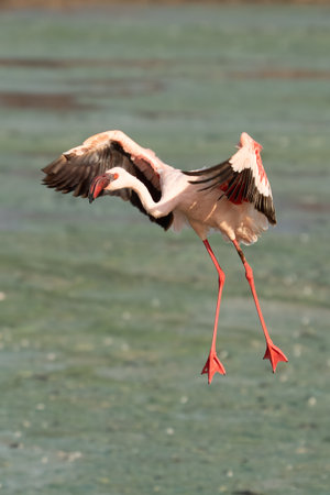 beautiful sunset over the lakes of Baringo with pink flamingos in the foregroundの写真素材