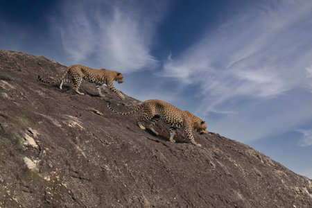 Panthera Paradus Kotiya (Sri Lanka Leopard), posing for the camera.の写真素材