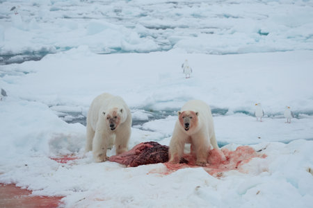 two polar bears caught seals spitzberries northern ice oceanの写真素材