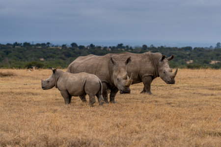White Rhinoceros Ceratotherium simum Square-lipped Rhinoceros at Khama Rhino Sanctuary Kenya Africa.の写真素材