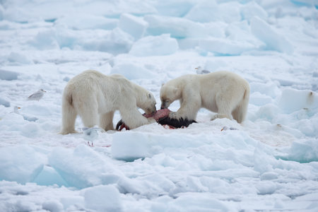 Polar Bear (Ursus maritimus) Spitsbergen North Oceanの写真素材