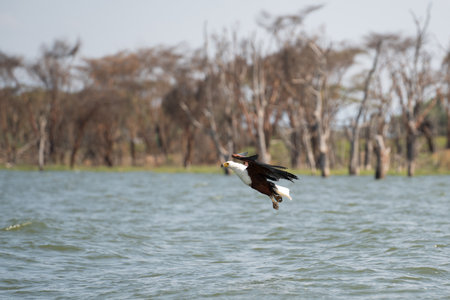 African Fish-eagle, Haliaeetus vocifer, brown bird with white head fly. Eagle flight above the lake water. Wildlife scene from African nature, Okavango delta, Botswana, Africaの写真素材