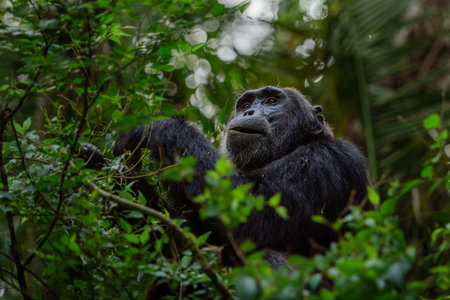 Pan-hooting chimpanzee (Pan troglodytes) in natural habitat