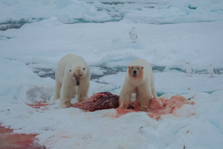 Polar Bear (Ursus maritimus) Spitsbergen North Oceanの写真素材